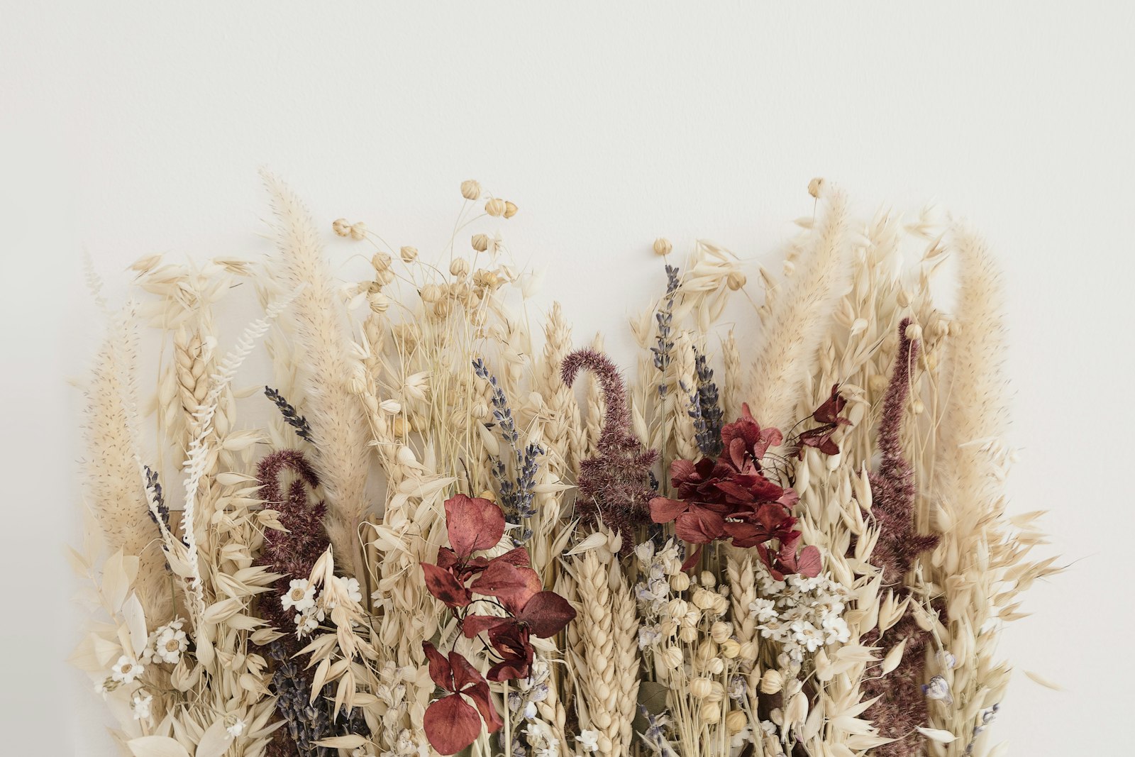 A bank of cream and wine-red dried flowers