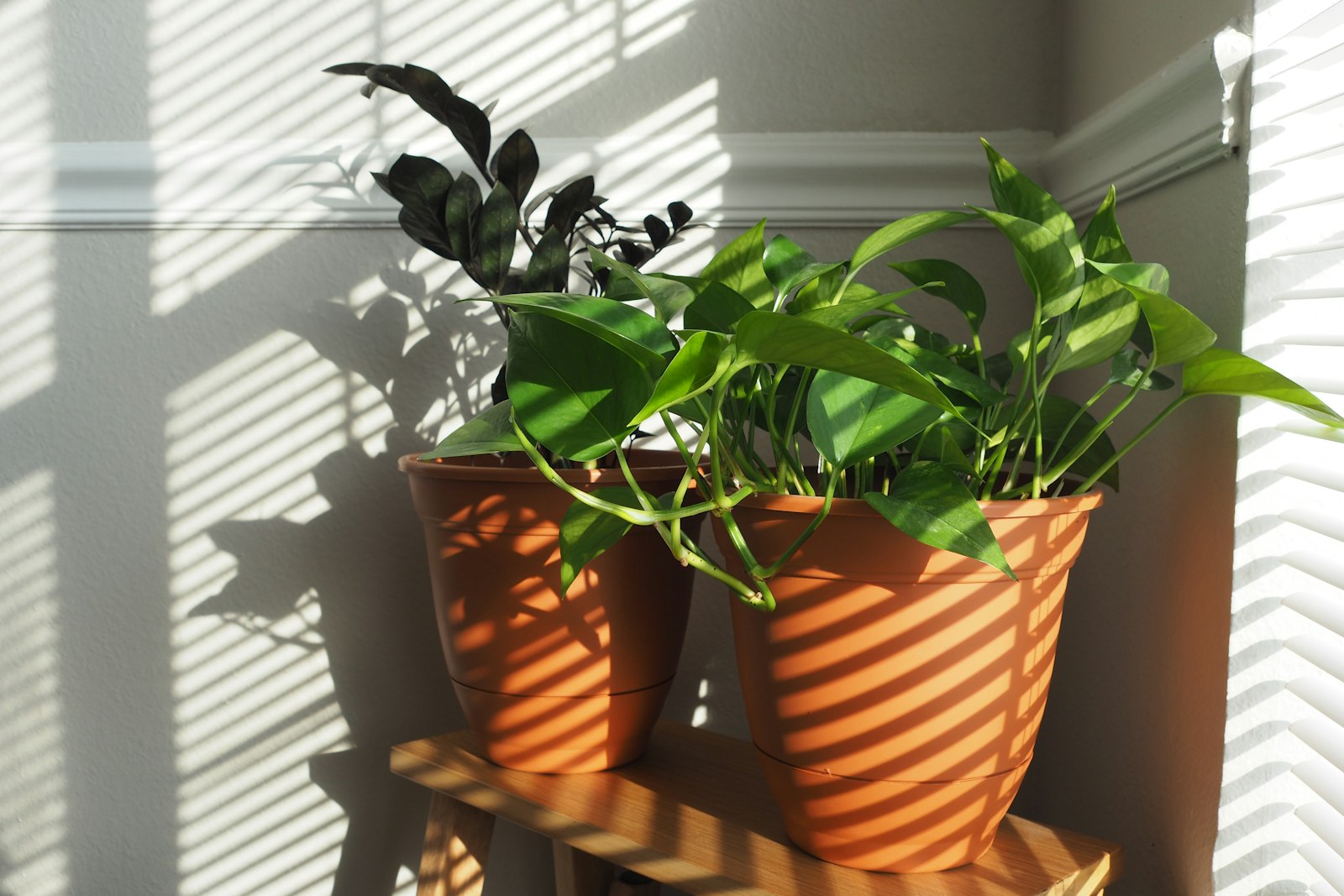 Terracotta-potted houseplants in striped morning sunlight