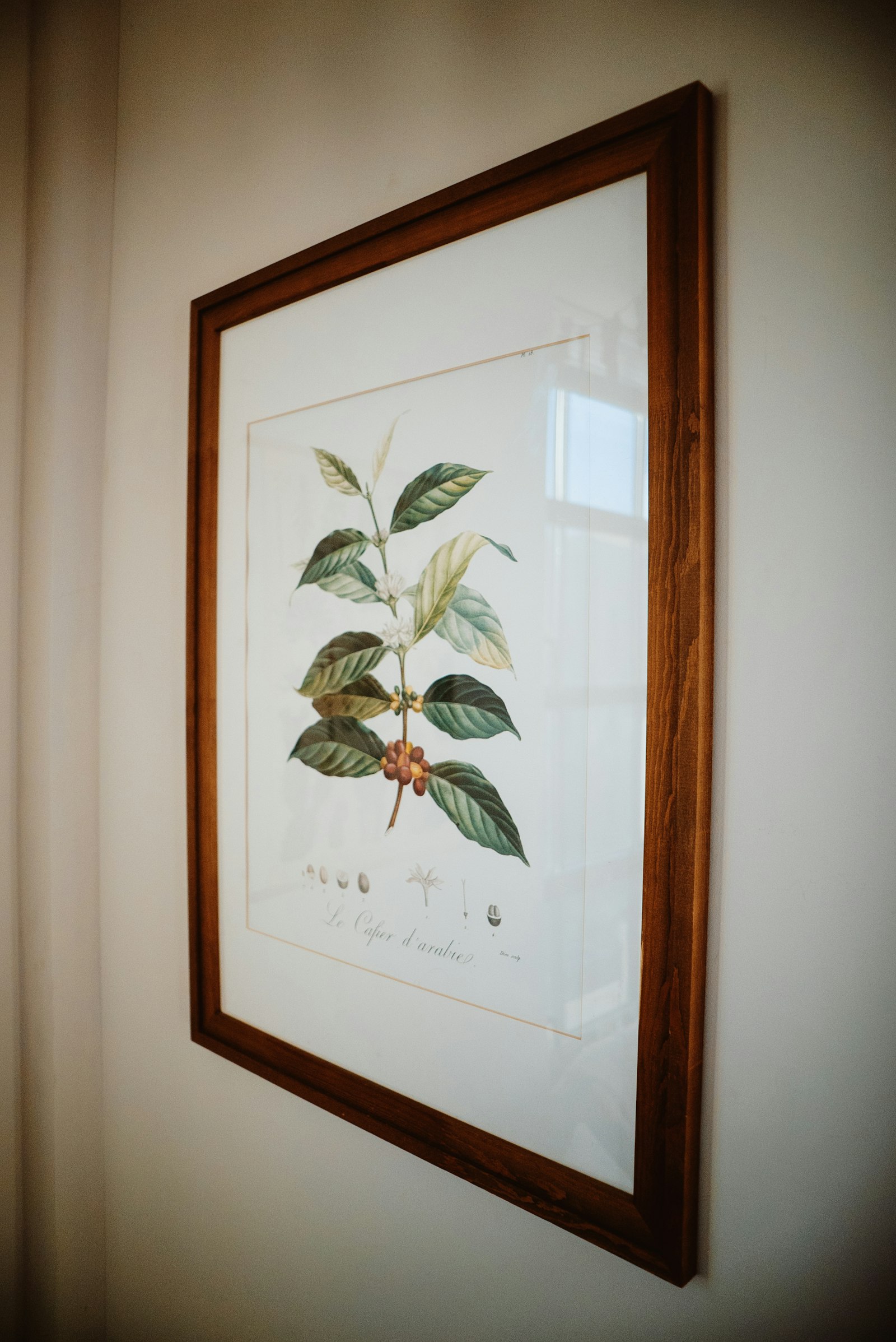 A framed vintage botanical print in a wooden frame