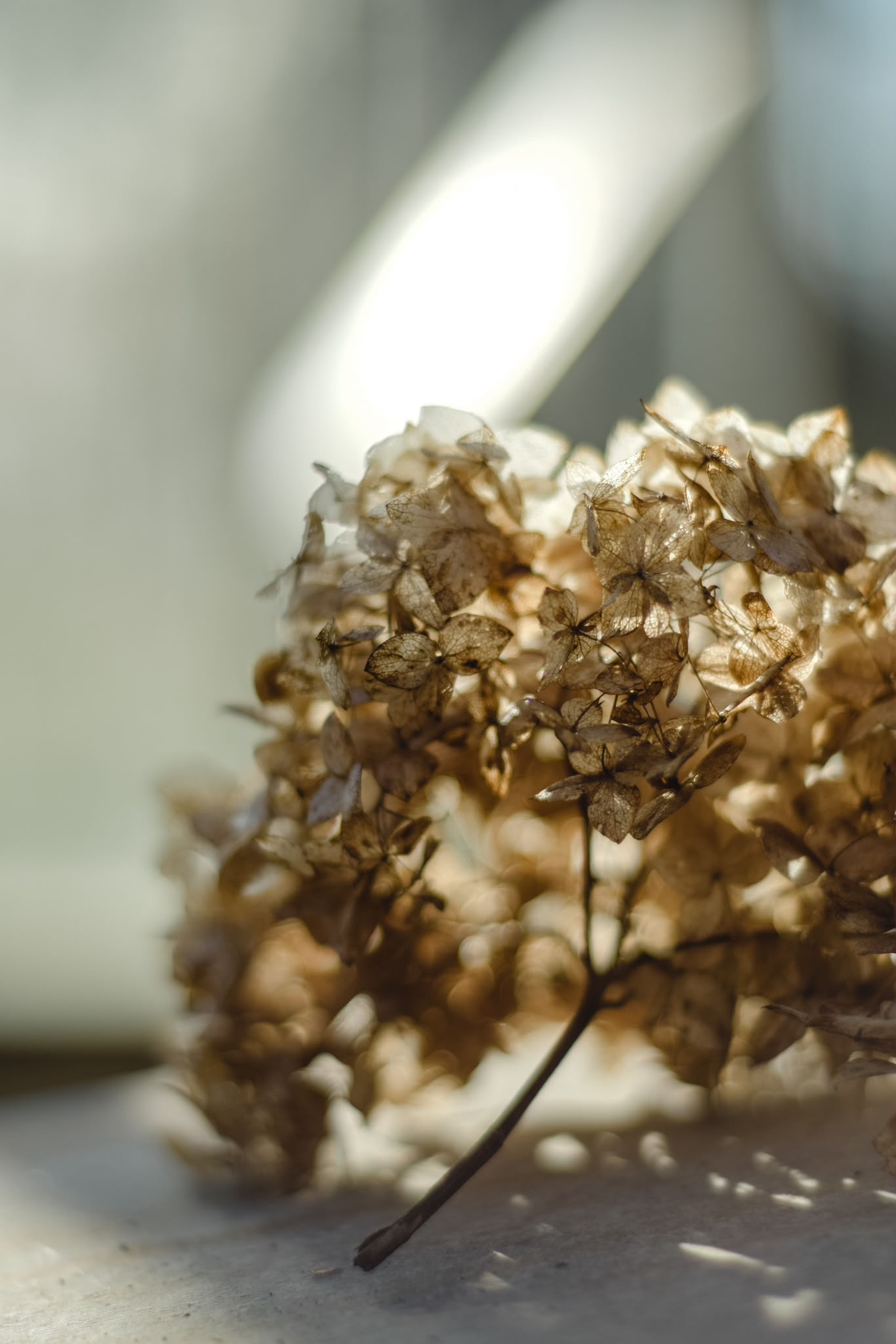 A dried hydrangea head glowing in soft window light