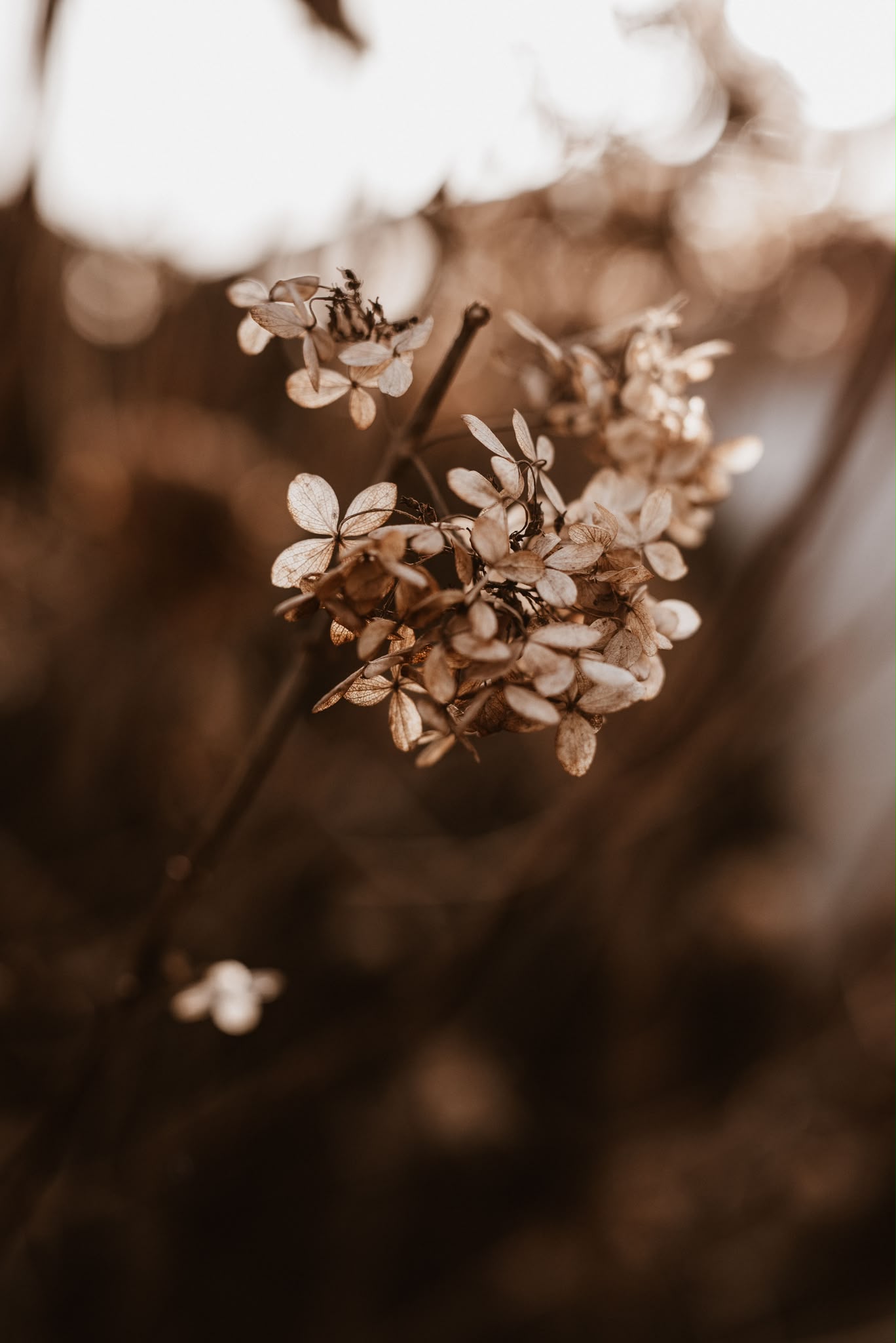 A dried hydrangea head in warm sepia evening light