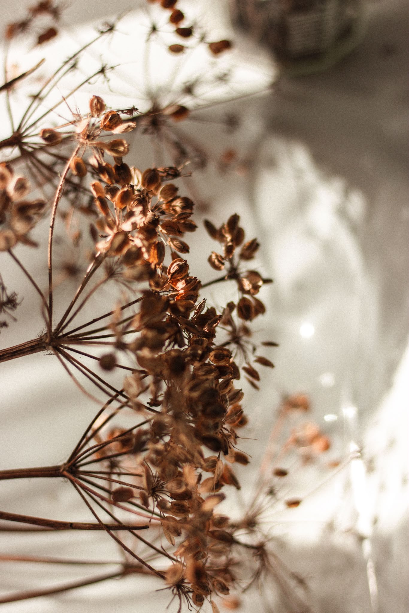Dried seed heads catching low warm light on a windowsill