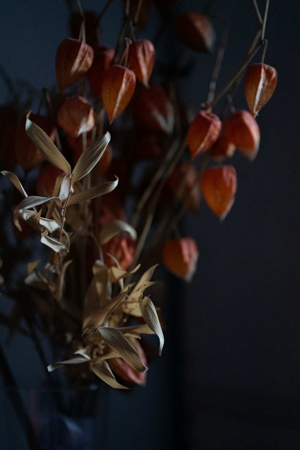 Dried physalis stems
