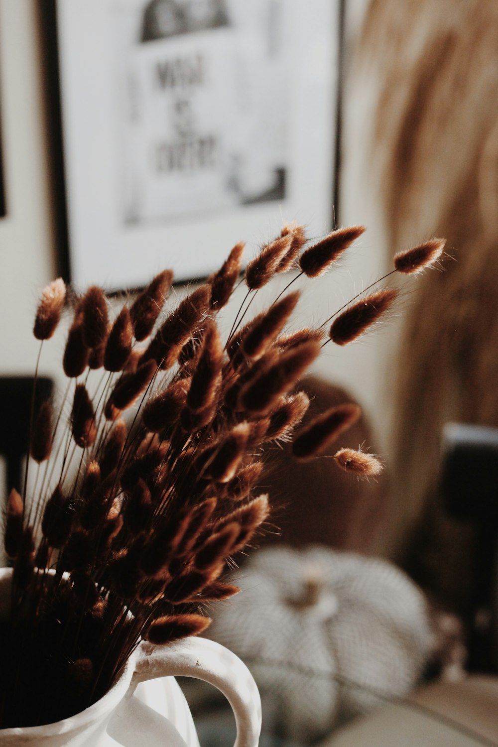 Chocolate-brown bunny tail grasses