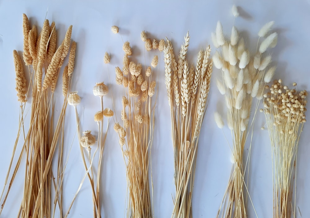 Pale harvest grasses laid flat