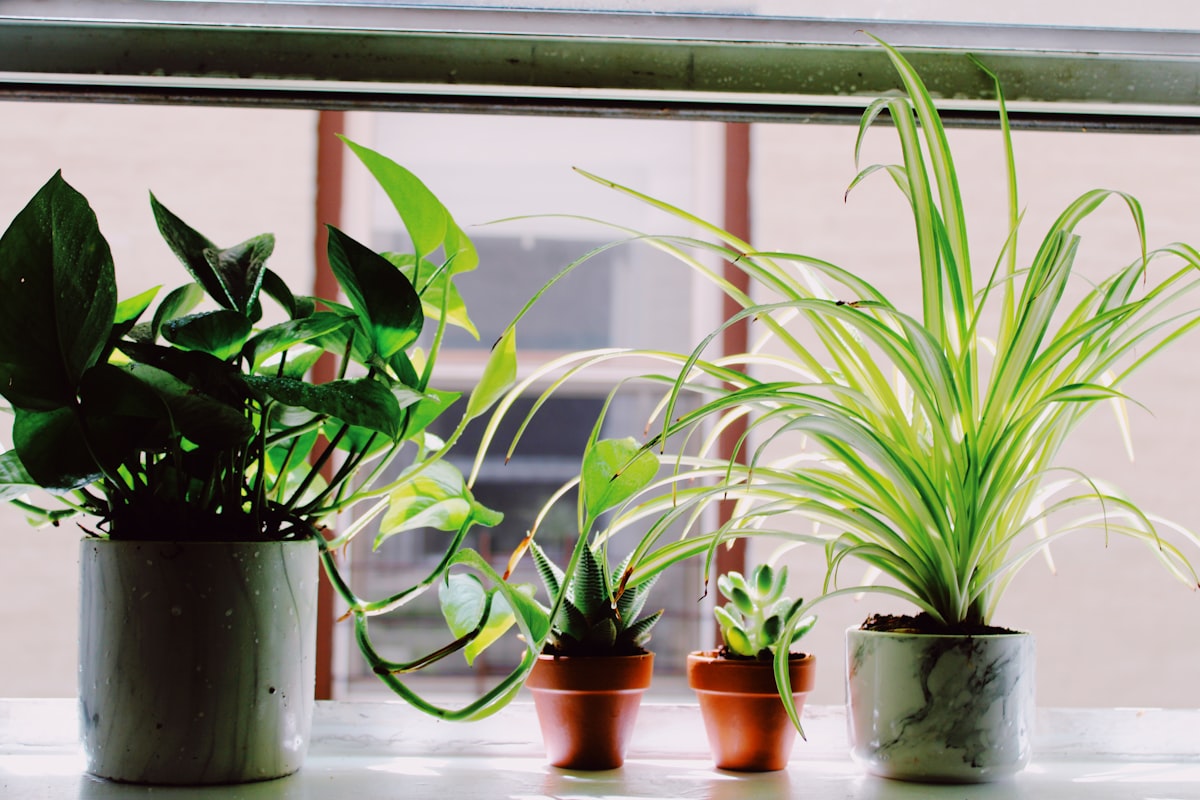 A windowsill of easy houseplants