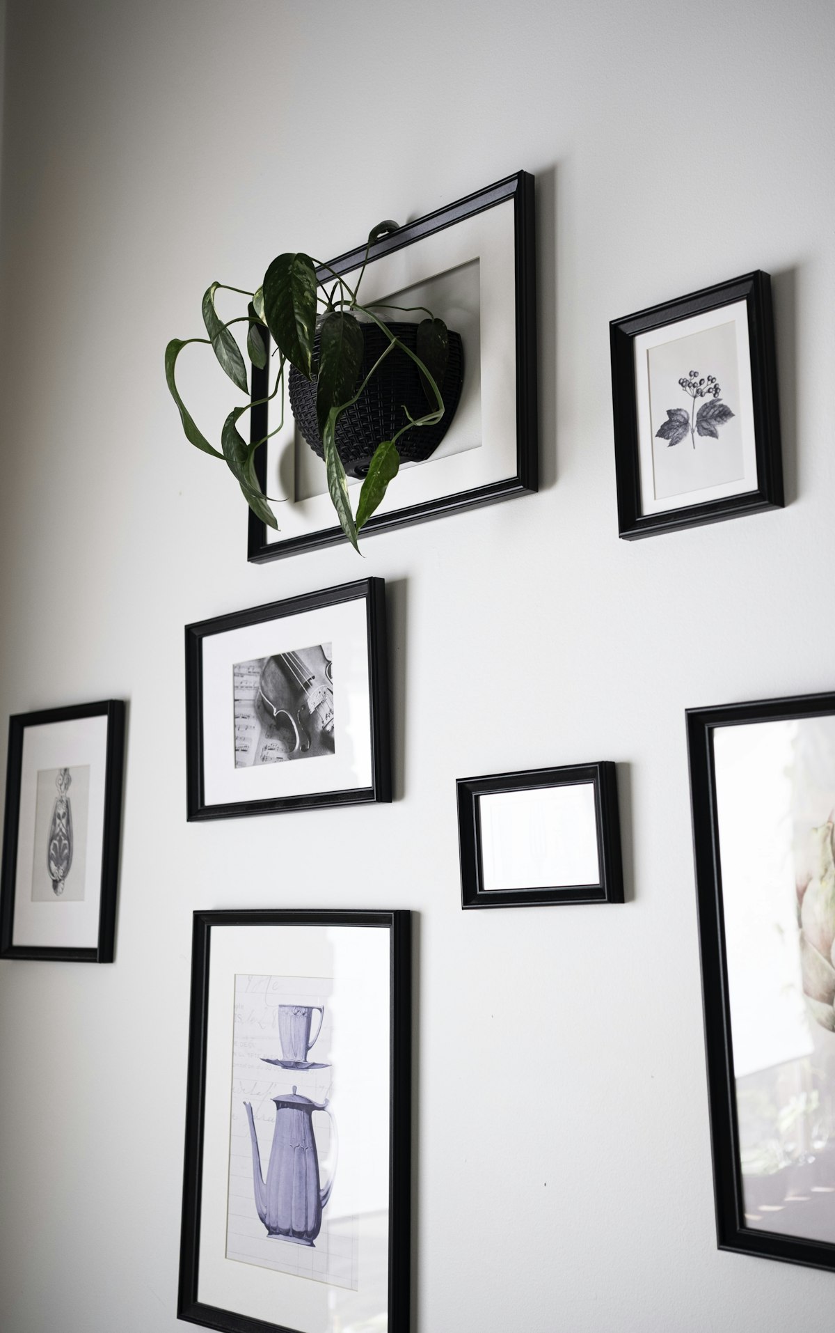 A gallery wall with frames and a hanging plant