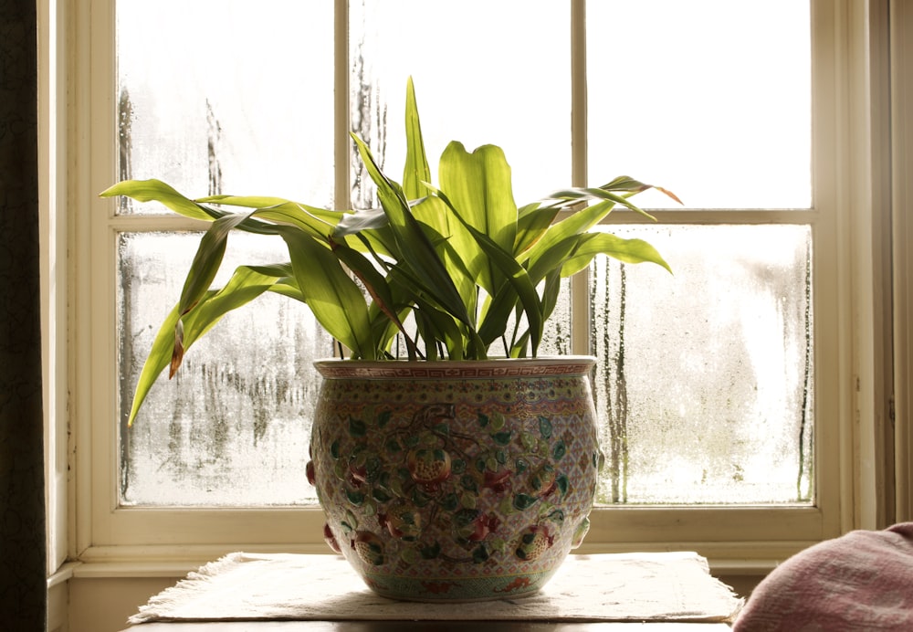 A potted houseplant on a sunny windowsill