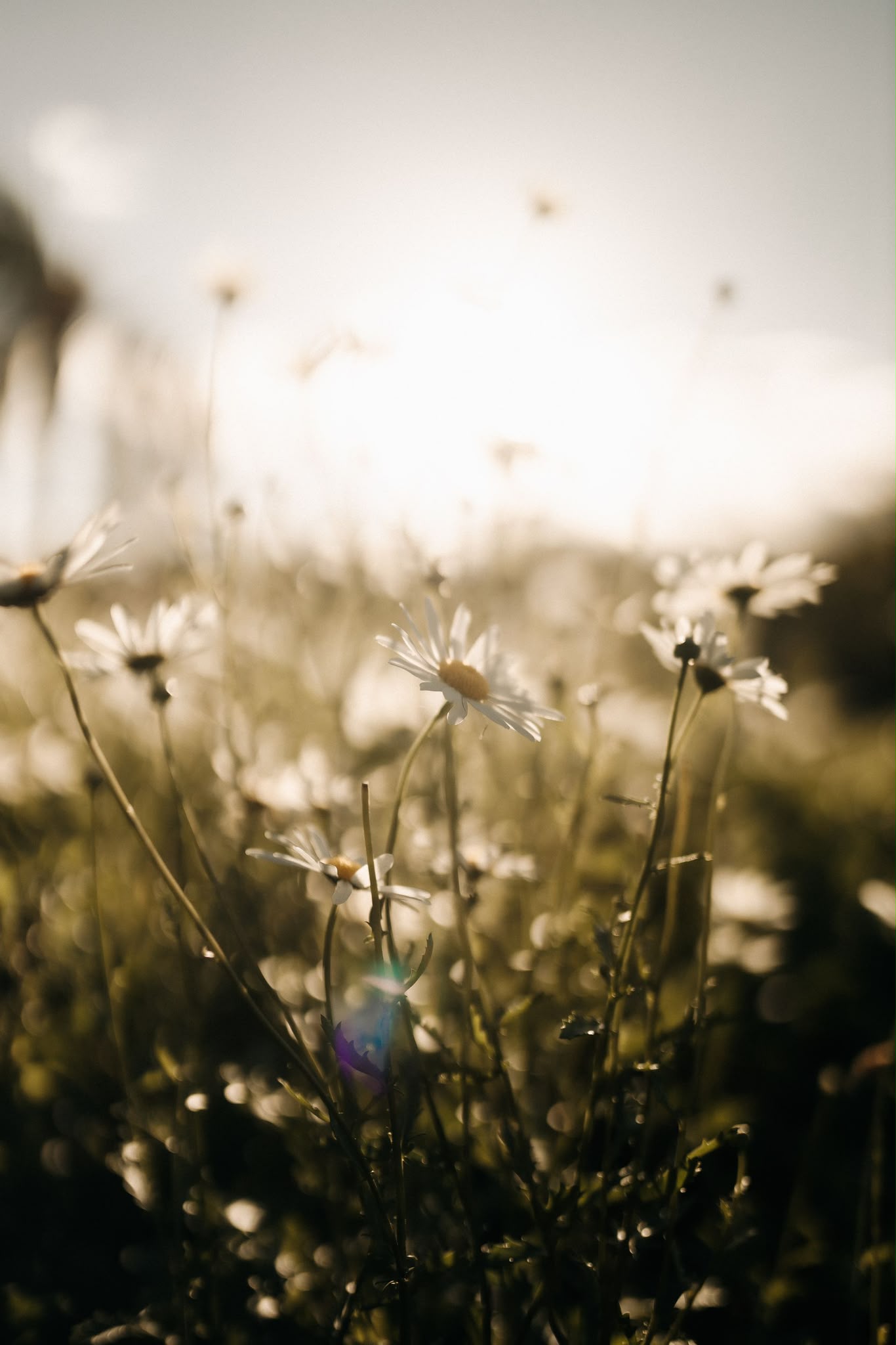 Ox-eye daisies catching the evening sun