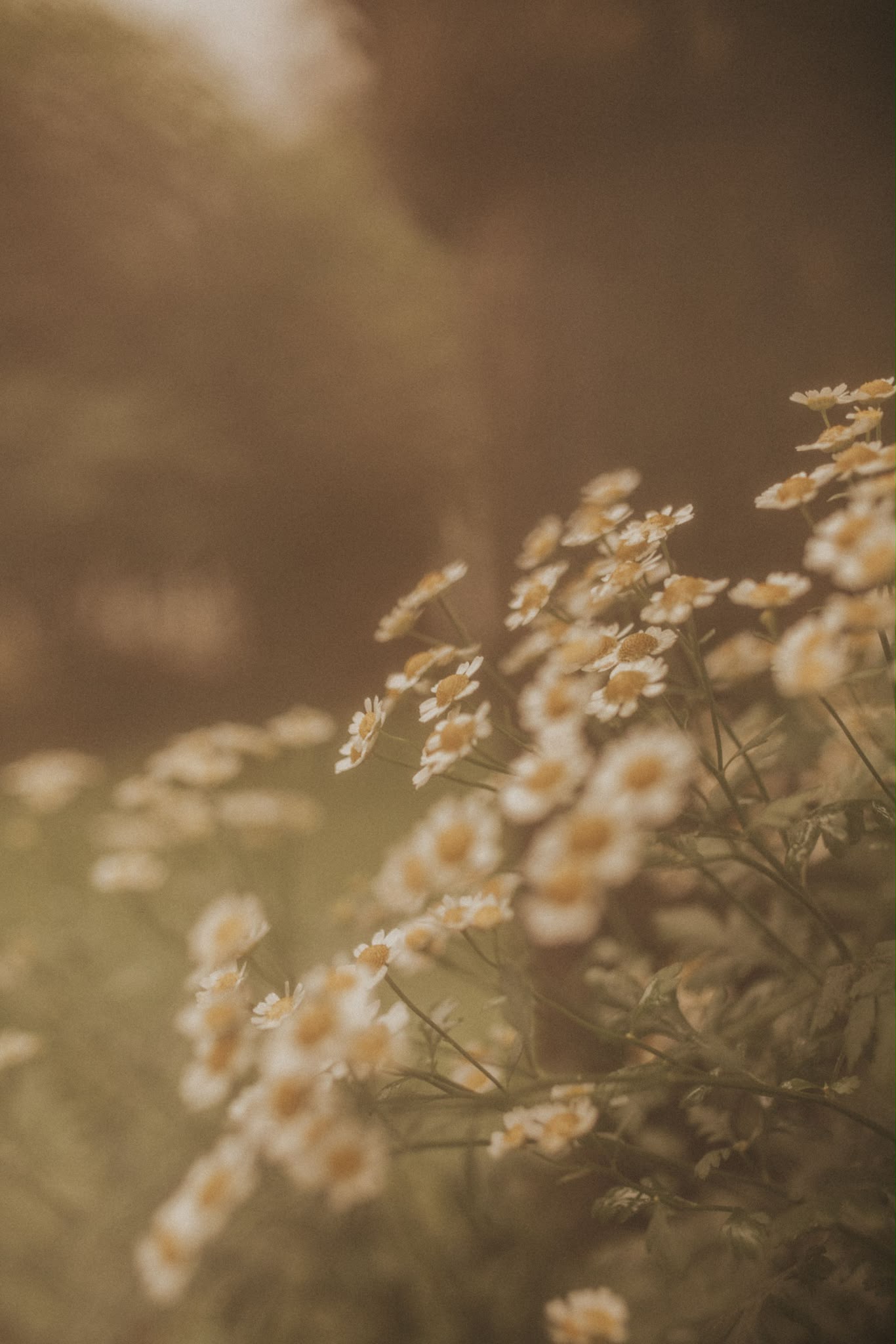 Feverfew daisies in soft hazy light
