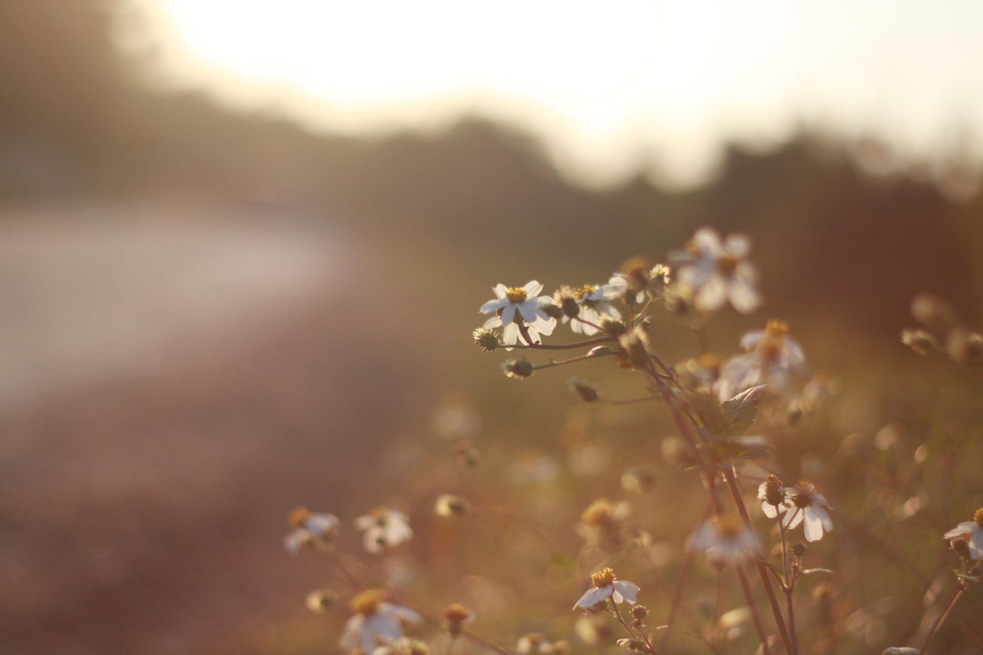Wildflowers on a hazy roadside at sunset